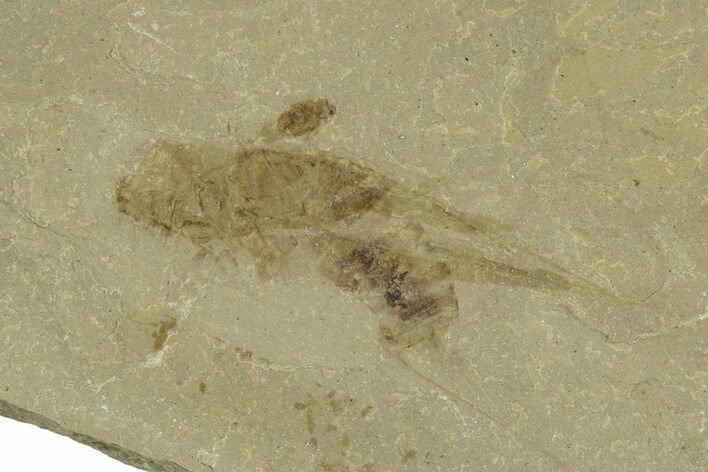 Eocene Fossil Grasshopper (Caelifera) - Green River Formation #368763